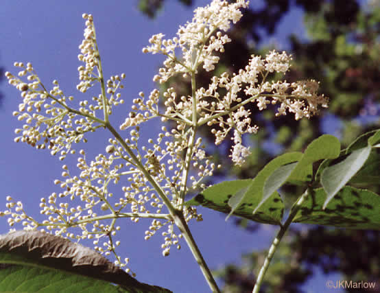 image of Sambucus canadensis, Common Elderberry, American Elder