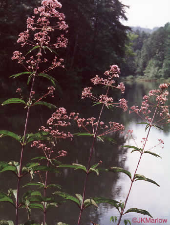 Hollow-stem Joe-pye-weed