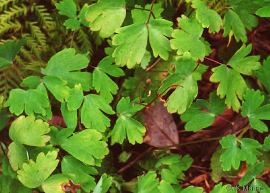 image of Aquilegia canadensis, Eastern Columbine, Canada Columbine