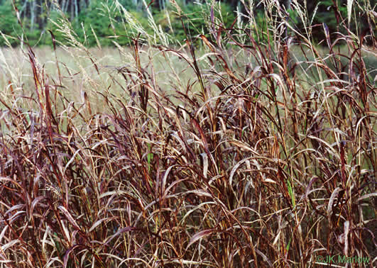 image of Sorghum halepense, Johnsongrass