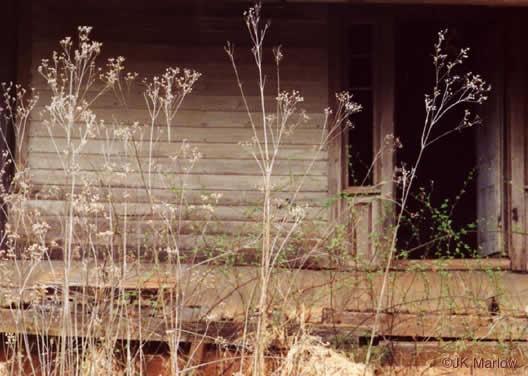 image of Verbesina occidentalis, Southern Crownbeard, Yellow Crownbeard