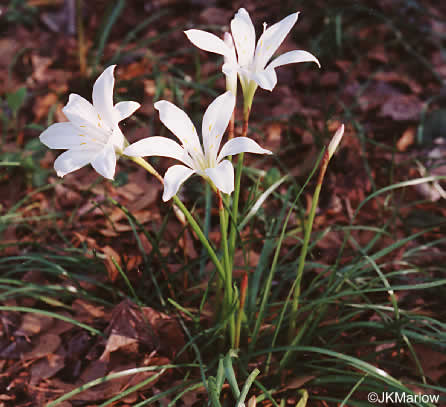 image of Zephyranthes atamasco, Common Atamasco-lily, Rain-lily, Easter Lily, Naked Lily