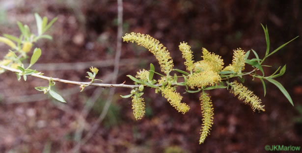 catkin