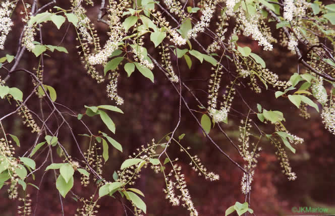 image of Prunus serotina var. serotina, Black Cherry, Eastern Wild Black Cherry, Bird Cherry