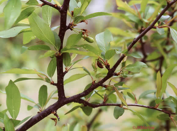 image of Prunus angustifolia, Chickasaw Plum, Sandhill Plum, Florida Sand Plum, Sand Plum