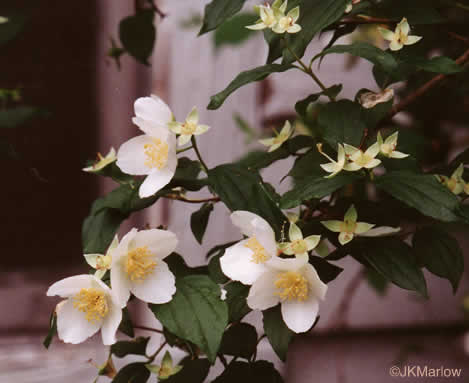 image of Philadelphus inodorus, Appalachian Mock-orange, Scentless Mock-orange