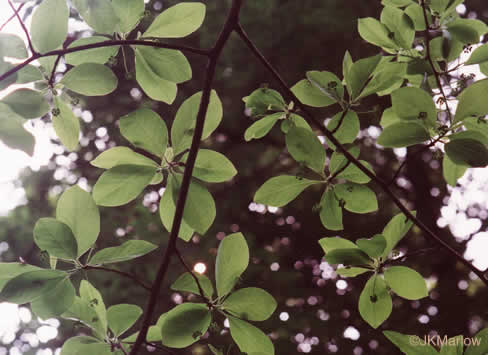 image of Nyssa sylvatica, Blackgum, Black Tupelo, Sour Gum