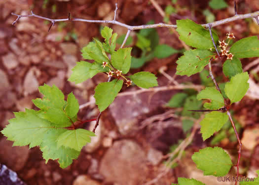 image of Crataegus intricata var. intricata, Entangled Hawthorn