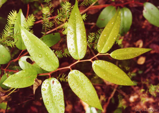 image of Leucothoe fontanesiana, Mountain Doghobble, Highland Doghobble, Switch-ivy