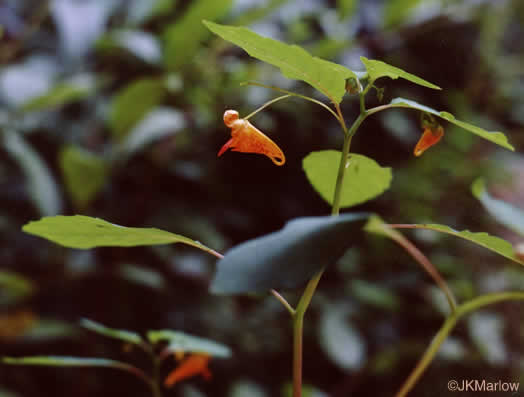 image of Impatiens capensis, Spotted Jewelweed, Spotted Touch-me-not, Orange Jewelweed, Orange Touch-me-not