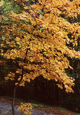 image of Sassafras albidum, Sassafras