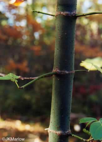 image of Acer negundo var. negundo, Eastern Box Elder, Ash-leaved Maple, River Maple