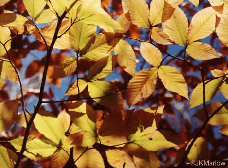 image of Fagus grandifolia +, American Beech