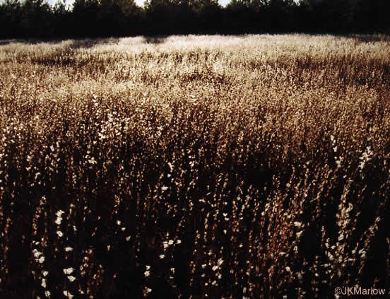 image of Andropogon ternarius, Splitbeard Bluestem, Silvery Bluestem