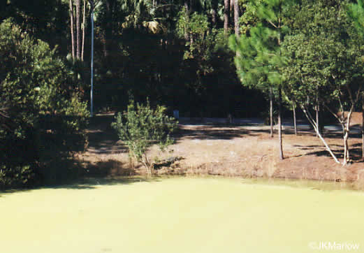 image of Lemna spp., Small Duckweed