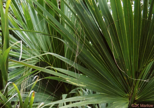 image of Sabal palmetto, Cabbage Palmetto