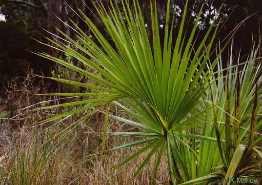 image of Sabal palmetto, Cabbage Palmetto