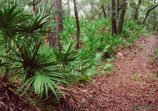 Serenoa repens, Saw Palmetto