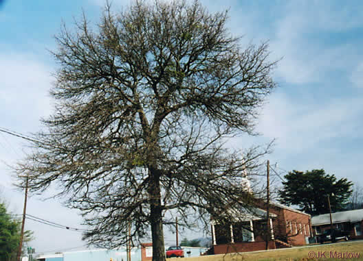 image of Quercus marilandica var. marilandica, Blackjack Oak