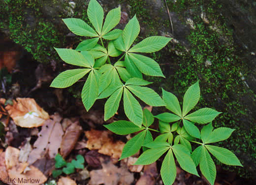 image of Aesculus flava, Yellow Buckeye