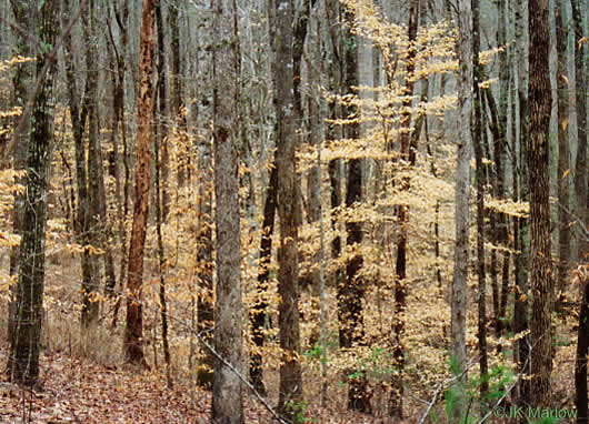 image of Fagus grandifolia +, American Beech