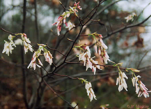 image of Amelanchier arborea, Downy Serviceberry, Sarvisberry