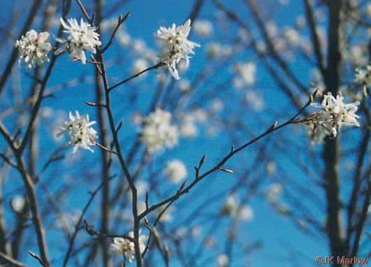 Downy Serviceberry