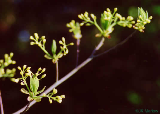 image of Sassafras albidum, Sassafras