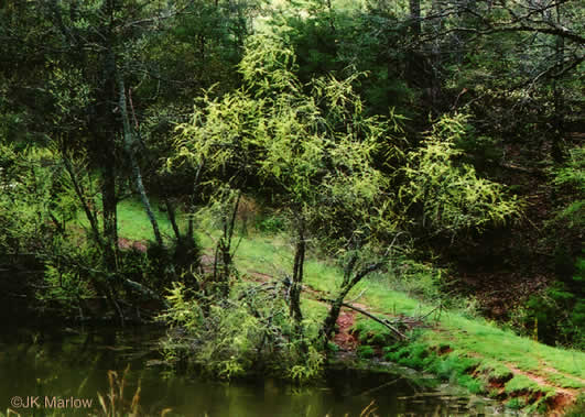 image of Salix nigra, Black Willow