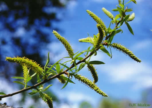 catkin