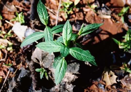 image of Chelone glabra, White Turtlehead