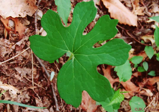 image of Sanguinaria canadensis, Bloodroot, Red Puccoon