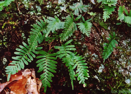 image of Polypodium virginianum, Common Rockcap Fern, Rock Polypody