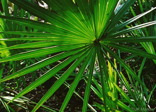 Serenoa repens, Saw Palmetto