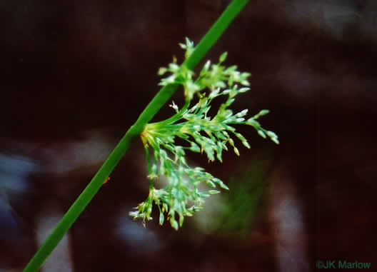 image of Juncus effusus ssp. solutus, Soft Rush, Common Rush