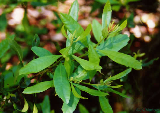 image of Morella cerifera, Common Wax-myrtle, Southern Bayberry