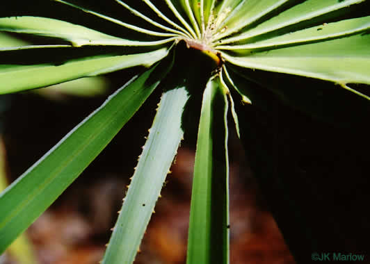 image of Serenoa repens, Saw Palmetto