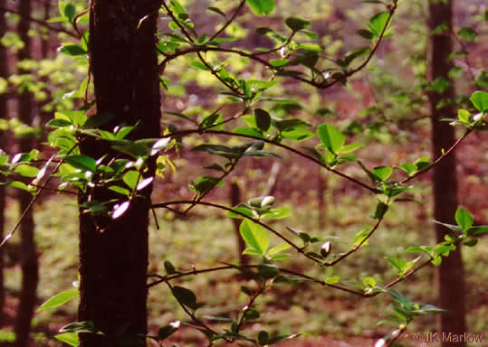 image of Hydrangea barbara, Climbing Hydrangea, Woodvamp, Decumaria, Decumary