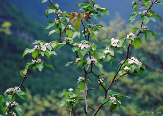 image of Crataegus macrosperma, Eastern Hawthorn