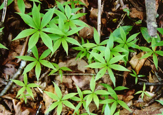 Medeola virginiana, Indian Cucumber-root