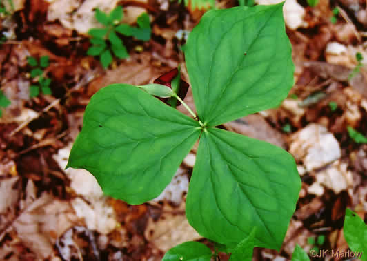 image of Trillium vaseyi, Vasey's Trillium, Sweet Trillium, Sweet Beth