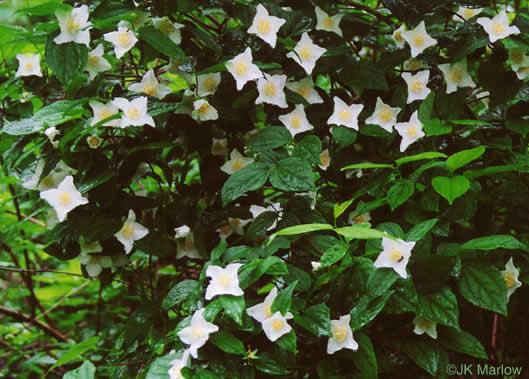 image of Philadelphus inodorus, Appalachian Mock-orange, Scentless Mock-orange