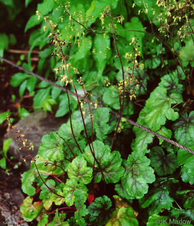 image of Heuchera americana, American Alumroot