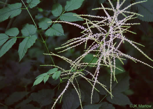 image of Aruncus dioicus var. dioicus, Eastern Goatsbeard, Bride's Feathers