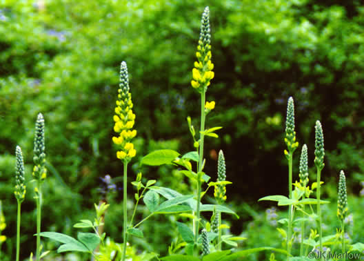 Thermopsis villosa, Aaron's Rod, Blue Ridge Golden-banner, Hairy Bush Pea