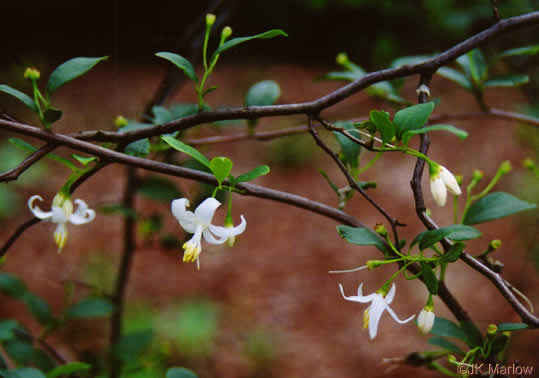 image of Styrax americanus var. americanus, American Storax, American Snowbell