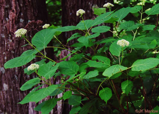 image of Hydrangea cinerea, Ashy Hydrangea, Southern Wild Hydrangea