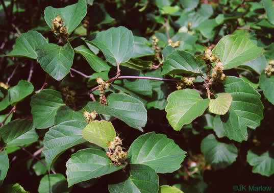 Large Witch-alder