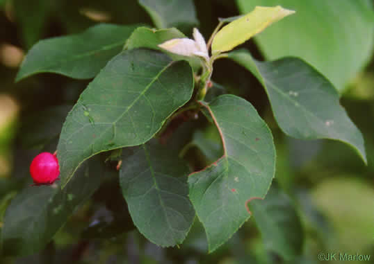 image of Amelanchier arborea, Downy Serviceberry, Sarvisberry