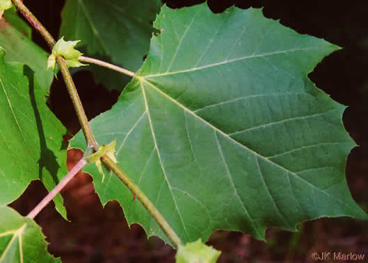 image of Platanus occidentalis var. occidentalis, American Sycamore, Planetree